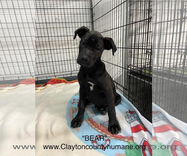 Medium Photo #1 Labrador Retriever-Unknown Mix Puppy For Sale in McDonough, GA, USA
