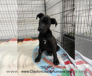 Labrador Retriever-Unknown Mix Dogs for adoption in McDonough, GA, USA
