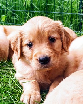 Medium Photo #1 Golden Retriever Puppy For Sale in MINNEAPOLIS, MN, USA
