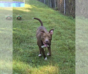 Labrador Retriever-Unknown Mix Dogs for adoption in Glen Allen, VA, USA