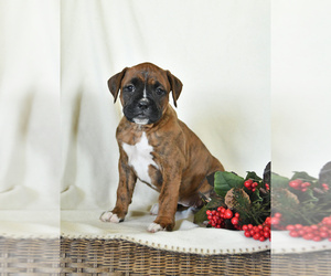 Boxer Puppy for sale in COLORADO SPRINGS, CO, USA