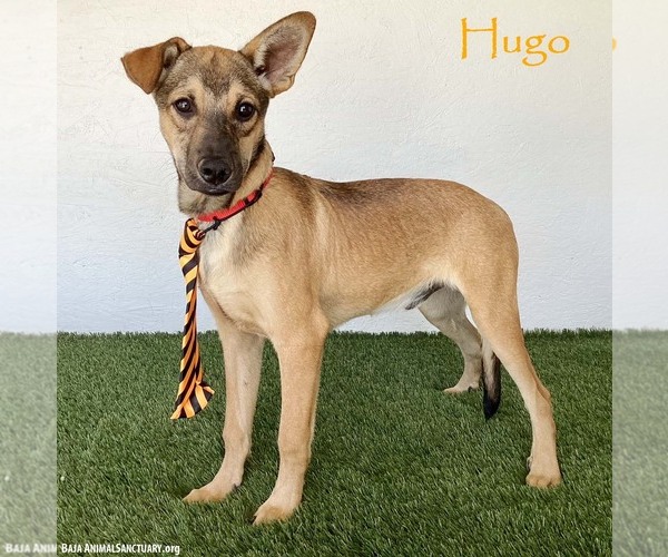 Medium Photo #1 Mutt Puppy For Sale in San Diego, CA, USA