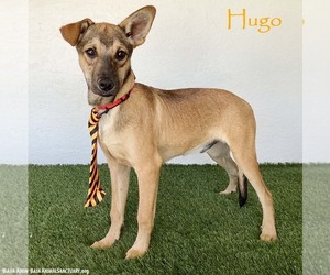 Mutt Dogs for adoption in San Diego, CA, USA