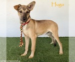Hugo - Male Mutt Dog for Adoption - Small photo
