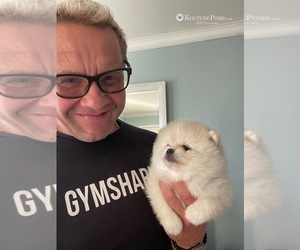 Pomeranian Puppy for sale in CHARLOTTE, NC, USA