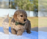 Small Photo #3 Goldendoodle (Miniature) Puppy For Sale in FROSTPROOF, FL, USA