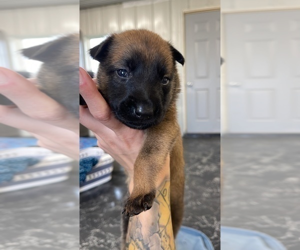 Medium Photo #175 Belgian Malinois Puppy For Sale in REESEVILLE, WI, USA