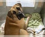 Small Great Dane
