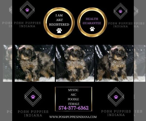 Medium Photo #2 Poodle (Toy) Puppy For Sale in WARSAW, IN, USA