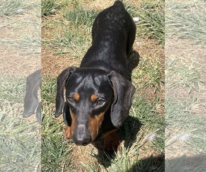 Dachshund Dogs for adoption in Hesperia, CA, USA