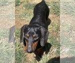 Small Dachshund