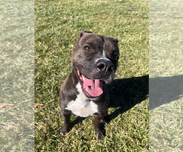 Medium Photo #9 Boxer-Unknown Mix Puppy For Sale in Germantown, OH, USA