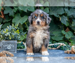 Small #2 Bernedoodle (Miniature)