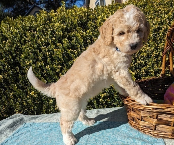 Medium Photo #11 Goldendoodle (Miniature) Puppy For Sale in PLACERVILLE, CA, USA