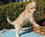 Small Photo #11 Goldendoodle (Miniature) Puppy For Sale in PLACERVILLE, CA, USA