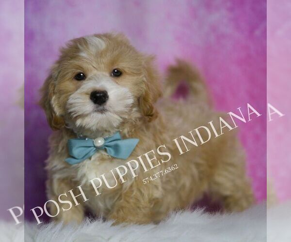 Medium Photo #4 Maltipoo Puppy For Sale in WARSAW, IN, USA