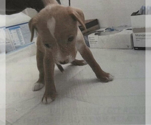 Medium Photo #3 Mutt Puppy For Sale in The Woodlands, TX, USA
