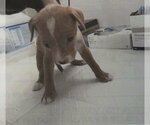 Small #2 Mutt