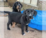 Small #12 Golden Retriever Mix