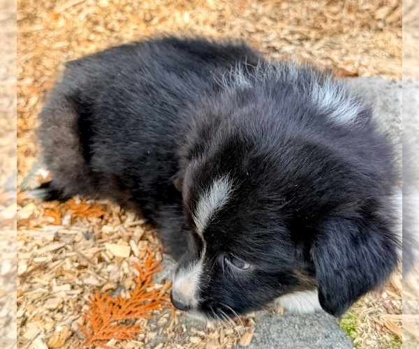 Medium Photo #10 F2 Aussiedoodle Puppy For Sale in ONAWAY, MI, USA