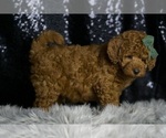Small #5 Goldendoodle (Miniature)