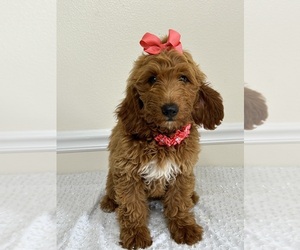 Goldendoodle (Miniature) Puppy for sale in APOPKA, FL, USA