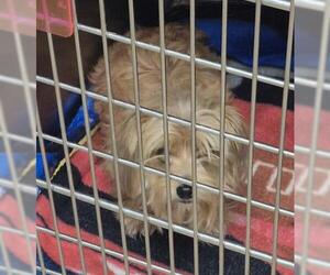 Shih Tzu Dogs for adoption in Decatur, IL, USA