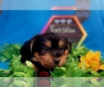 Small Photo #313 Yorkshire Terrier Puppy For Sale in AKRON, OH, USA