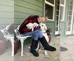 Small Photo #35 Labrador Retriever Puppy For Sale in GLENDALE, CA, USA