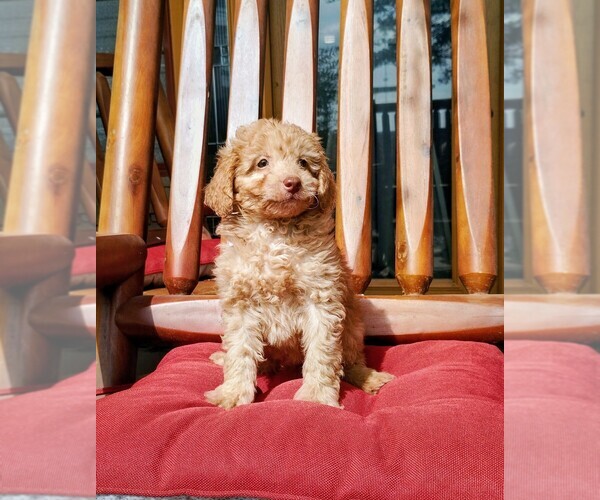 Medium Photo #6 Goldendoodle (Miniature) Puppy For Sale in HINCKLEY, MN, USA