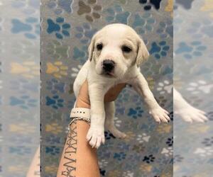 Labrador Retriever-Unknown Mix Dogs for adoption in Rosenberg, TX, USA