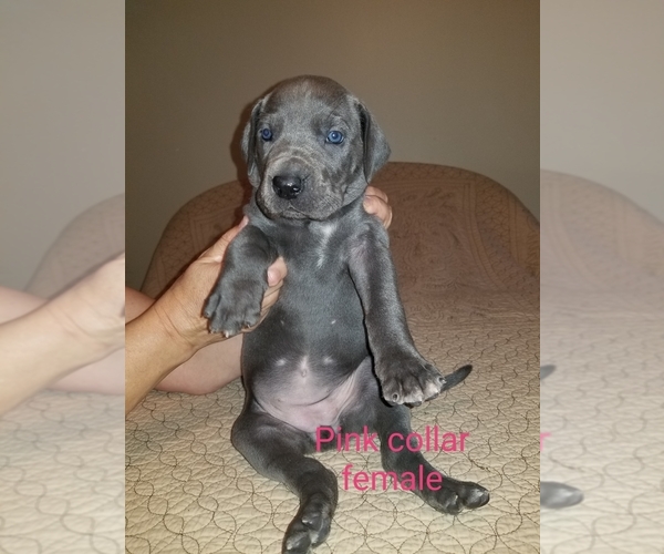 Medium Photo #9 Great Dane Puppy For Sale in MOUNT GILEAD, OH, USA