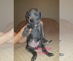 Small Photo #9 Great Dane Puppy For Sale in MOUNT GILEAD, OH, USA