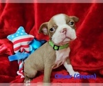 Puppy SOLD Oliver Gre Boston Terrier