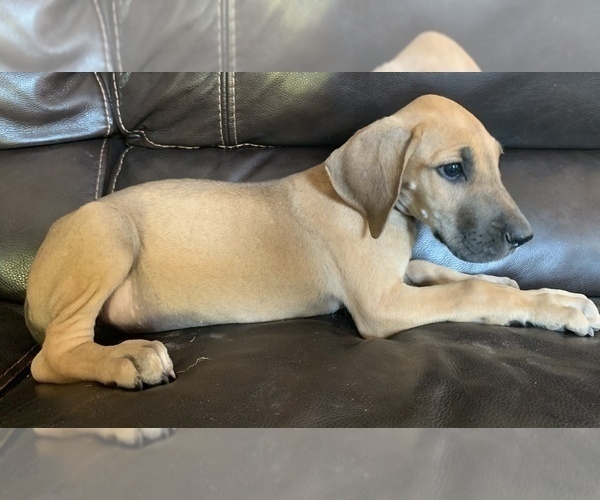 Medium Photo #11 Great Dane Puppy For Sale in CLOVER, SC, USA