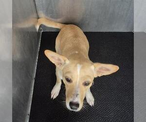 Chihuahua-Unknown Mix Dogs for adoption in San Antonio, TX, USA