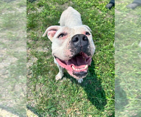 Medium Photo #2 Mutt Puppy For Sale in Abbeville, LA, USA