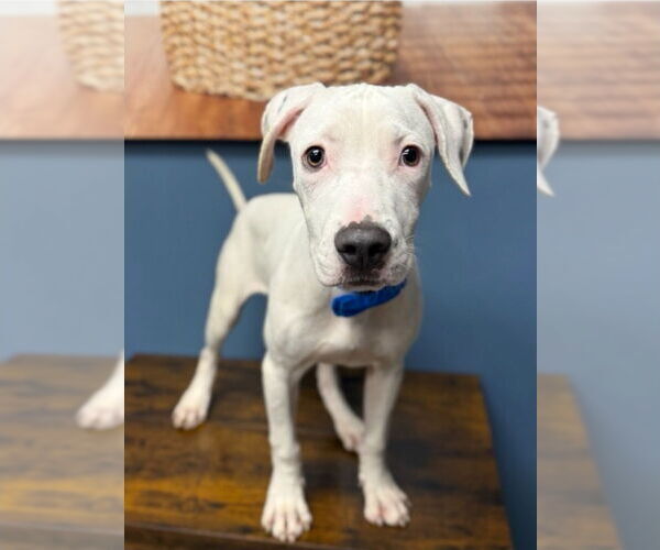 Medium Photo #1 American Bulldog-Unknown Mix Puppy For Sale in Lakewood, CO, USA