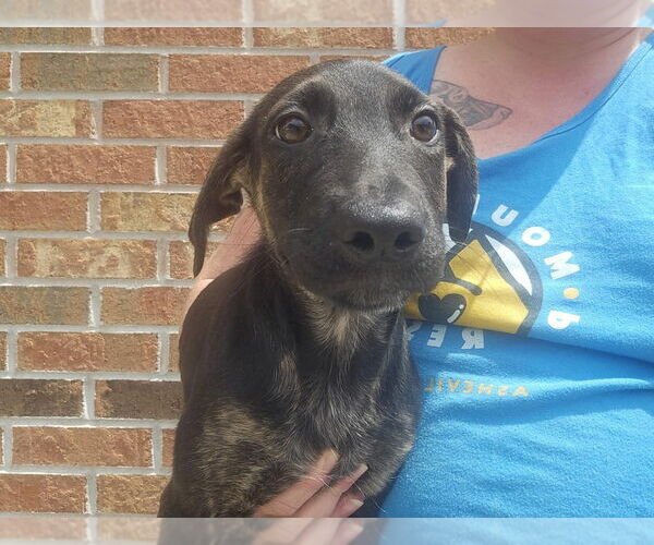 Medium Photo #2 Mutt Puppy For Sale in Candler, NC, USA