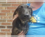 Small #1 Mutt
