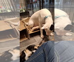 Small #1 Shollie