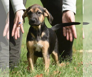 Travis - Male Australian Shepherd-Unknown Mix Dog for Adoption - Photo #15