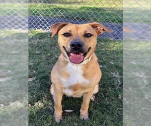 PERSIMMON - Female Black Mouth Cur Dog for Adoption - Photo #2
