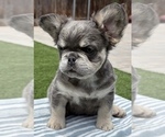 Small #4 French Bulldog