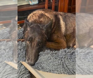 Holland Shepherd-Unknown Mix Dogs for adoption in Imlay City, MI, USA
