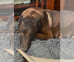 Small Holland Shepherd Mix