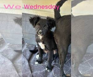 Mutt Dogs for adoption in Turlock, CA, USA