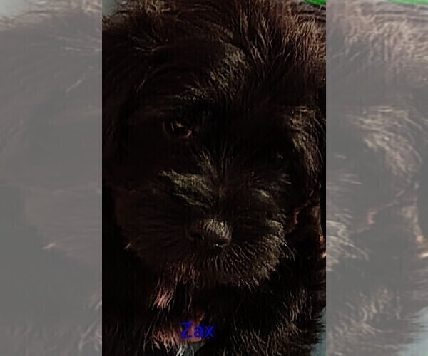 Medium Photo #3 Schnauzer (Miniature) Puppy For Sale in ENID, OK, USA