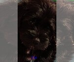 Small #2 Schnauzer (Miniature)