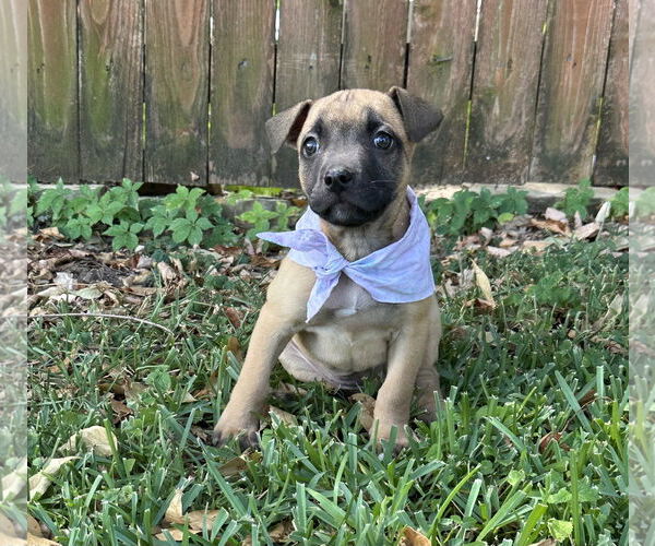 Medium Photo #4 American Pit Bull Terrier-Bulldog Mix Puppy For Sale in Euless, TX, USA